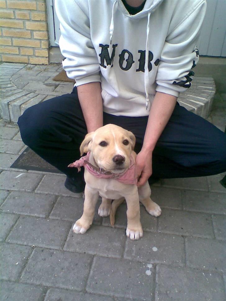 Blanding af racer zico billede 16