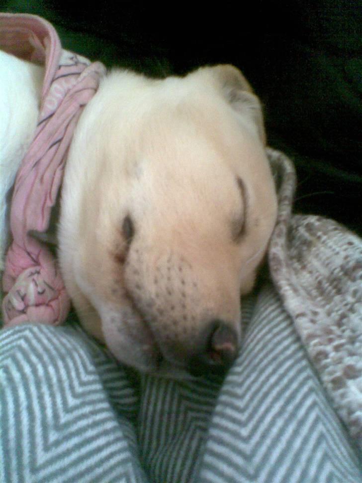 Blanding af racer zico billede 18