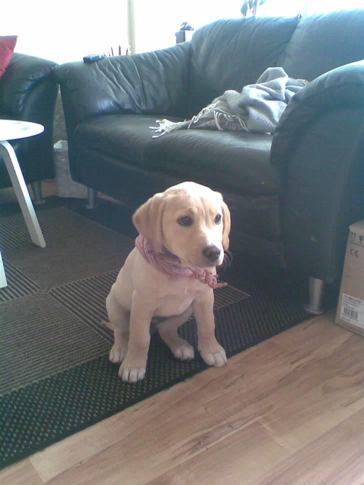 Blanding af racer zico billede 19