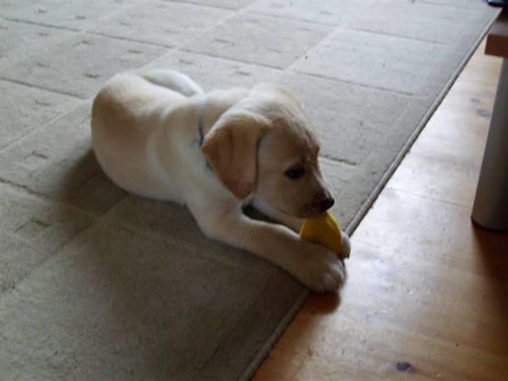 Blanding af racer zico billede 20