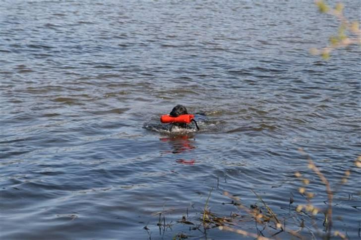 Flat coated retriever Money - Apportering af dummy fra sø d 20 april (19 mdr.) billede 15