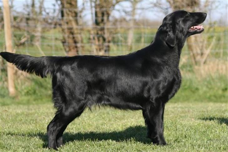 Flat coated retriever Money - Smuk pige på 19 mdr. billede 18