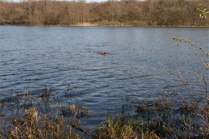 Flat coated retriever Charlie  - Appertering af dummy fra sø d 20 april  billede 17