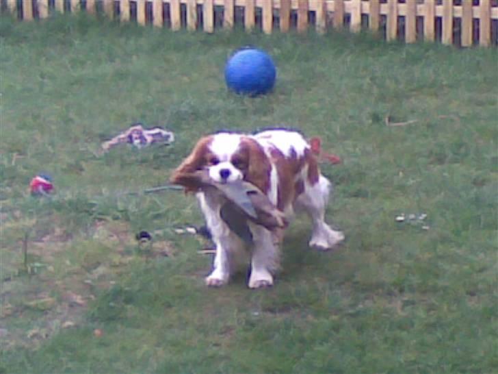Cavalier king charles spaniel Lucky - lucky har en lille and, som han elsker at løbe rundt med..... billede 9