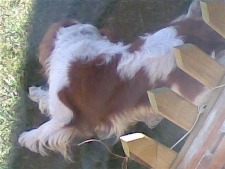 Cavalier king charles spaniel Lucky - han ligge hele tiden og sover..... billede 10