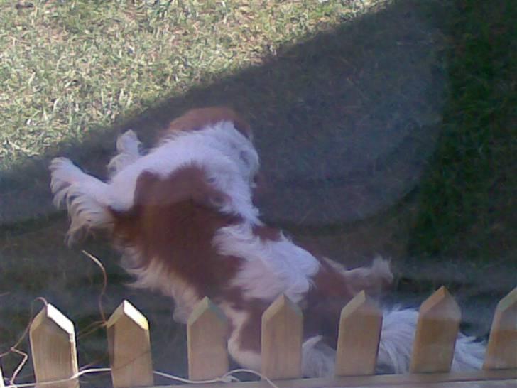 Cavalier king charles spaniel Lucky - på en  underlig måde.. billede 11