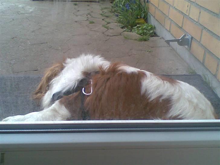 Cavalier king charles spaniel Lucky - og igen........ billede 13