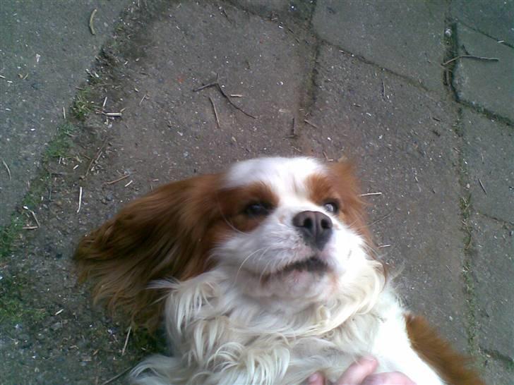 Cavalier king charles spaniel Lucky - og han er også lidt sød når han ligger ned................. billede 14