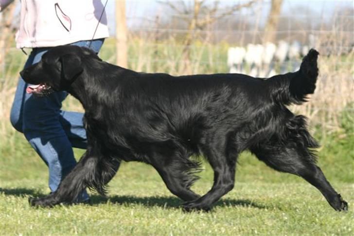 Flat coated retriever Charlie  - Gode bevægelser billede 19