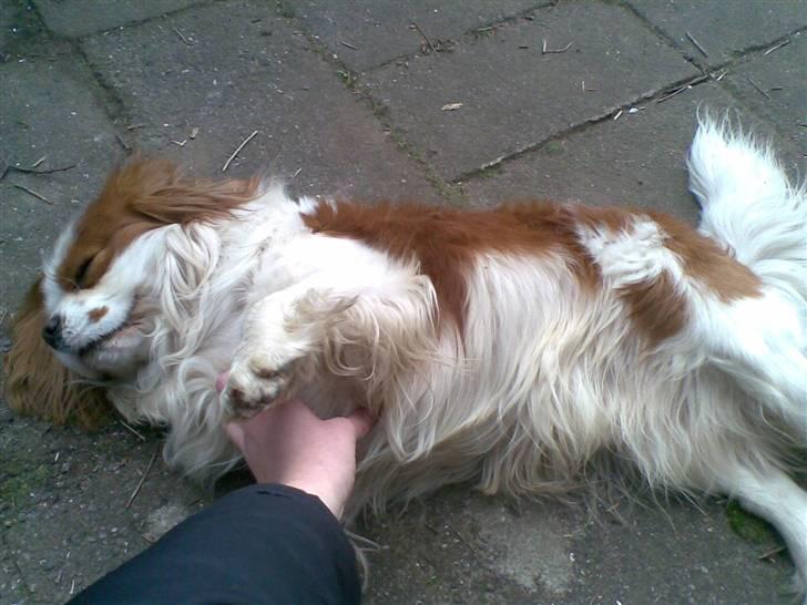 Cavalier king charles spaniel Lucky - men han vil da også gerne kæles billede 15