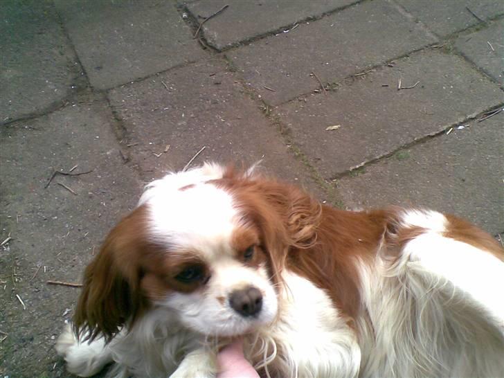 Cavalier king charles spaniel Lucky - her er han lige vågnet........... billede 16