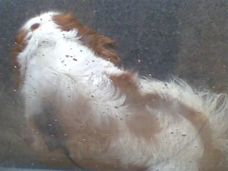 Cavalier king charles spaniel Lucky - og han sover igen..........zzzzZZzzzzzz billede 17