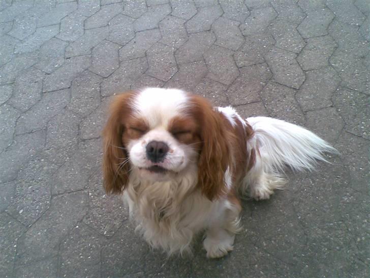 Cavalier king charles spaniel Lucky - hehe billede 18