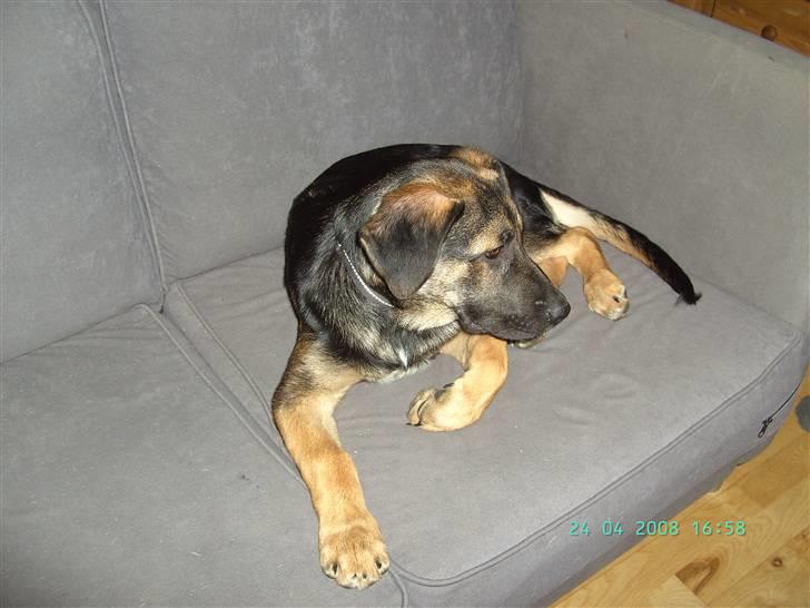 Blanding af racer Enzo R.I.P MIN DRENG - Enzo ligger og hygger sig i sofaen. her har vi haft ham i en dag.  billede 1