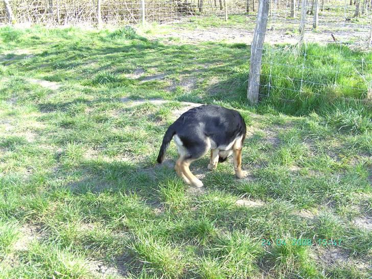 Blanding af racer Enzo R.I.P MIN DRENG - den første tur til hundeparken  billede 2