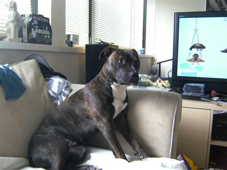 Amerikansk staffordshire terrier chili - når man ikke gider sidde selv kan man jo bare bruge armlænet billede 20