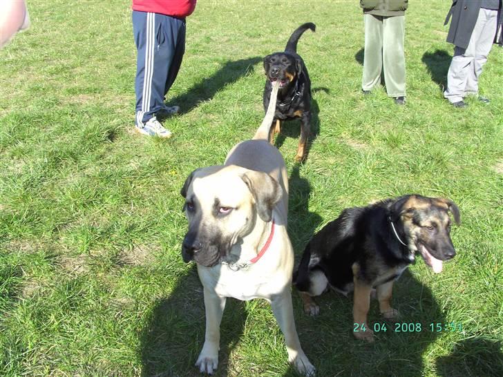 Blanding af racer Enzo R.I.P MIN DRENG - lady og Enzo i hundeparken  billede 3