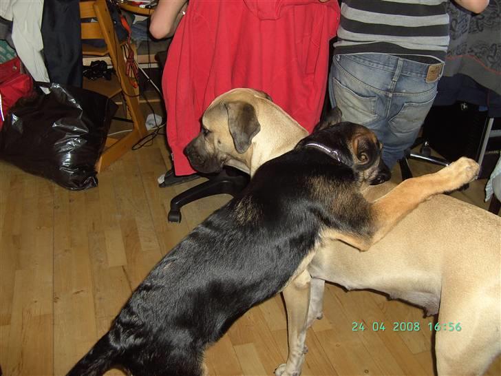 Blanding af racer Enzo R.I.P MIN DRENG - Hei lady giver du en ridetur  billede 4