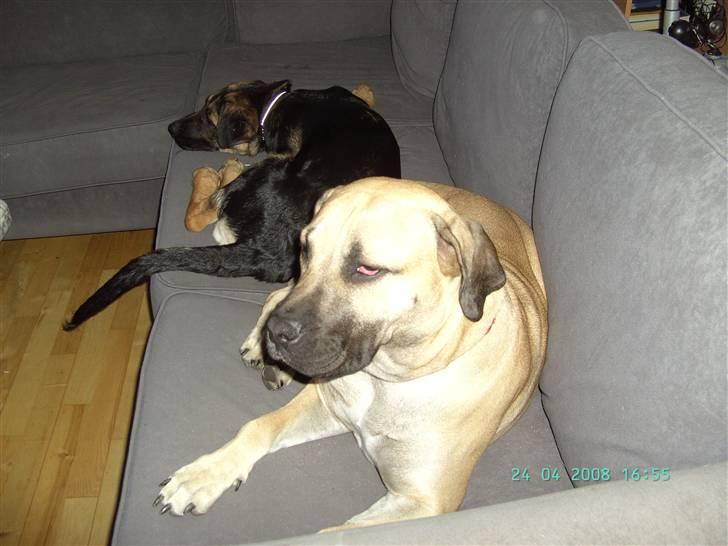 Blanding af racer Enzo R.I.P MIN DRENG - Smukke Lady og lille Enzo slapper af i sofaen efter en dejlig tur i hundeparken billede 5