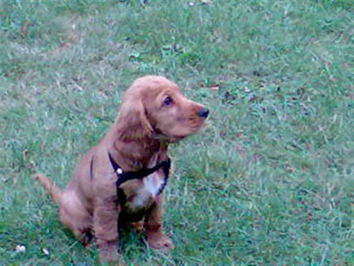 Cocker spaniel Robin billede 9