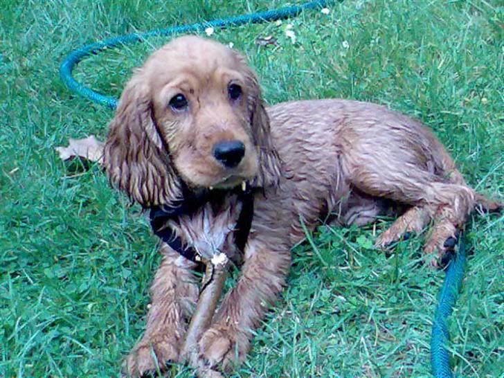 Cocker spaniel Robin billede 10