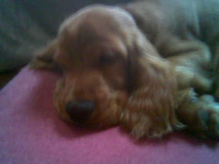 Cocker spaniel Robin billede 11