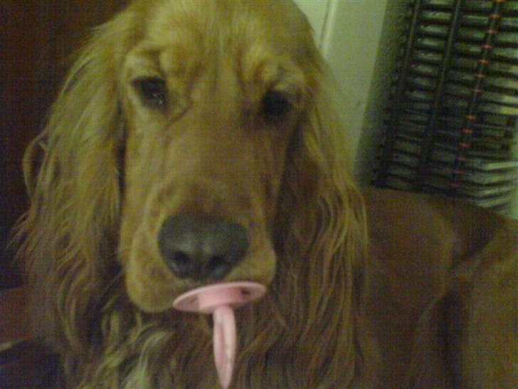 Cocker spaniel Robin billede 12