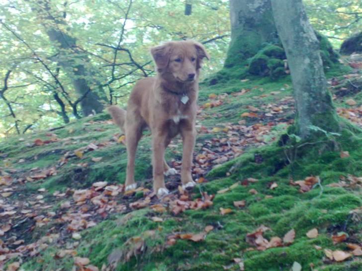 Nova scotia duck tolling retriever Gaia R.I.P 11.11.11 - Lige et nyt billede fra skoven.. billede 1