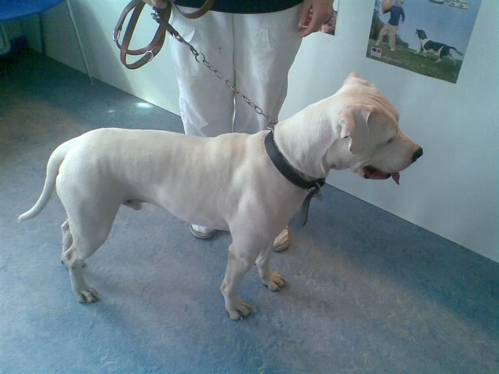 Amerikansk staffordshire terrier Snow R.I.P  28/4-2008   - aflevering hos dyrlægen billede 13