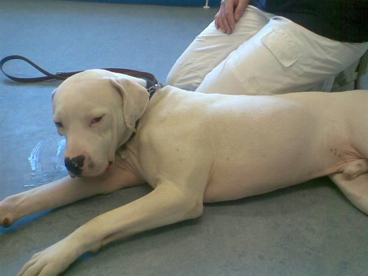 Amerikansk staffordshire terrier Snow R.I.P  28/4-2008   - sidste billede af snow lige inden han blev aflivet billede 14