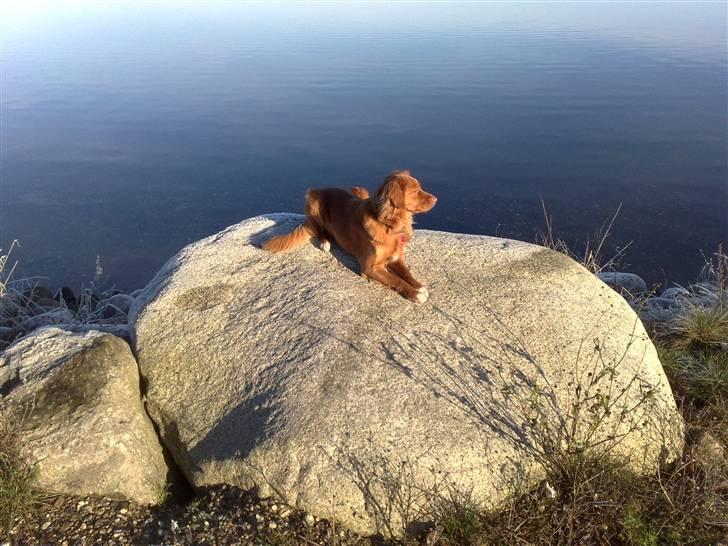 Nova scotia duck tolling retriever Gaia R.I.P 11.11.11 - Jeg ligger ikk i sengen, Jeg ligger på dynene... billede 2