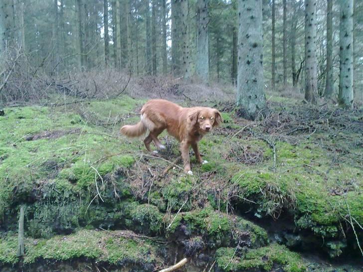 Nova scotia duck tolling retriever Gaia R.I.P 11.11.11 - Så er der aftensmad..hehe billede 3