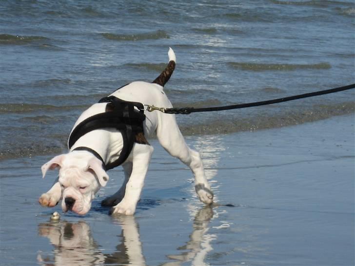 Amerikansk bulldog Basil - Min første dag ved vandet...Bønnerupstrand... billede 1