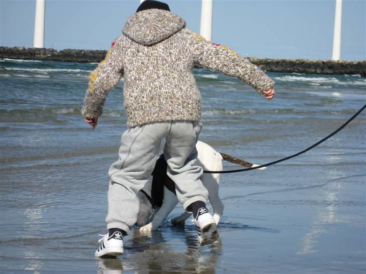 Amerikansk bulldog Basil - her med min ven Sander... billede 2