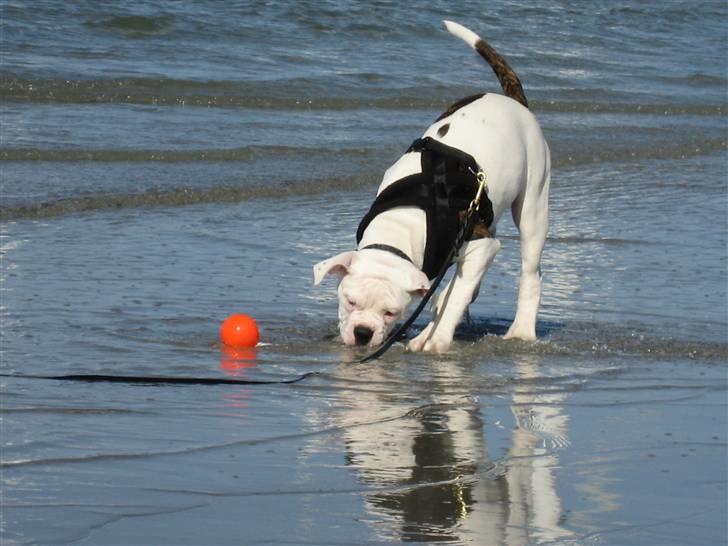 Amerikansk bulldog Basil - Var helt sjovt når man havde vænnet sig til at få våde luffer billede 3