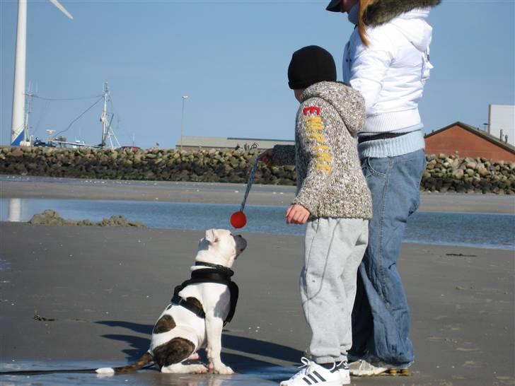 Amerikansk bulldog Basil - her venter jeg pænt på en belønning... billede 4