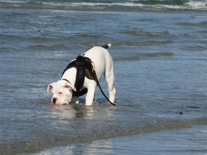 Amerikansk bulldog Basil billede 5