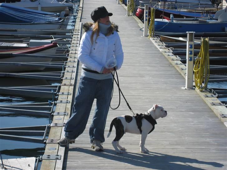 Amerikansk bulldog Basil - Her med min ejer billede 6