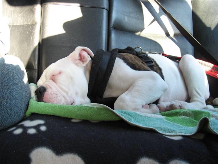 Amerikansk bulldog Basil - Man er godt brugt oven på sådan en dag billede 7