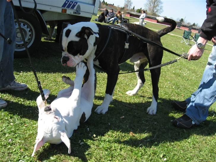 Amerikansk bulldog Basil - Her viser jeg lige min nye bedste ven Odin hvor skabet skal stå...:o) billede 8