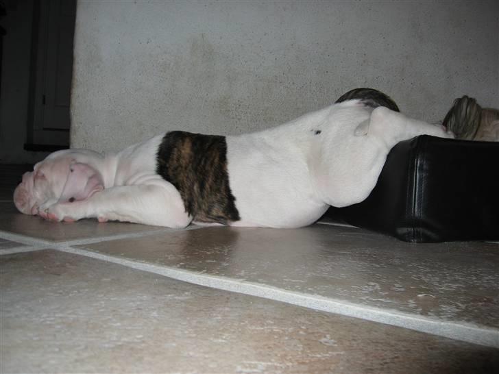 Amerikansk bulldog Basil - Tærrede hårdt på kræfterne at være en lydig hund billede 9