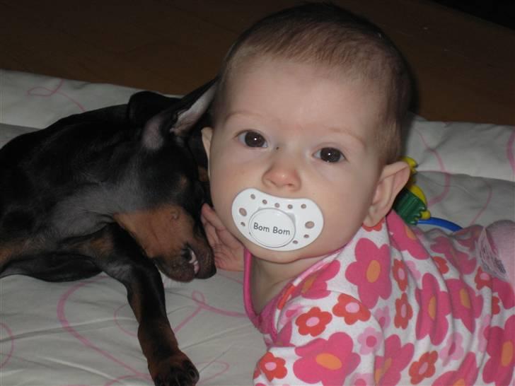 Dvaergpinscher Killer billede 2