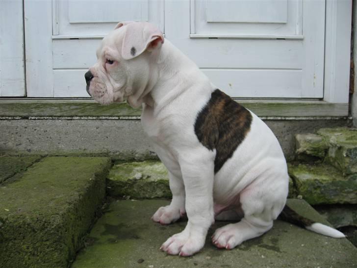 Amerikansk bulldog Basil - Jeg ER da smuk i profil...:o) billede 10
