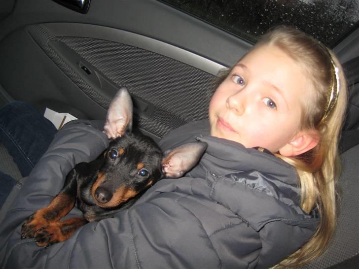 Dvaergpinscher Killer billede 3