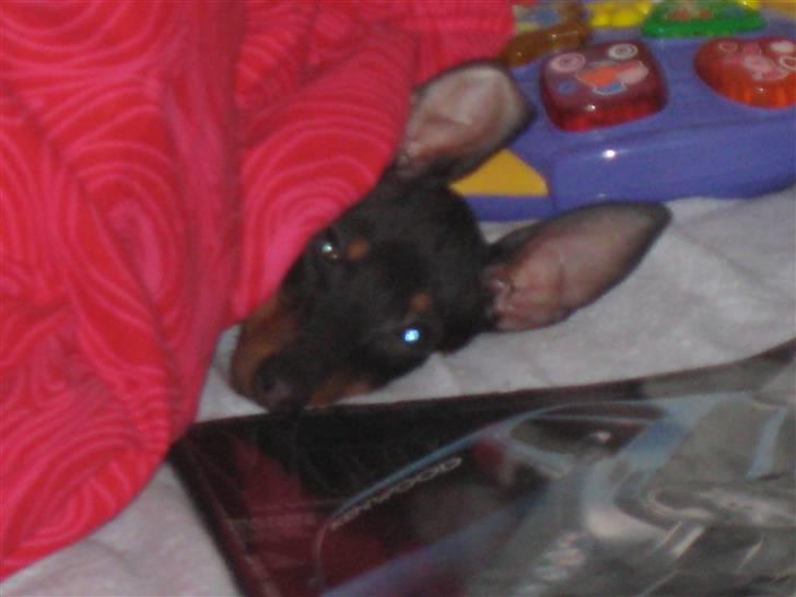 Dvaergpinscher Killer billede 4