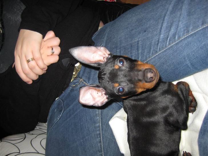 Dvaergpinscher Killer billede 5