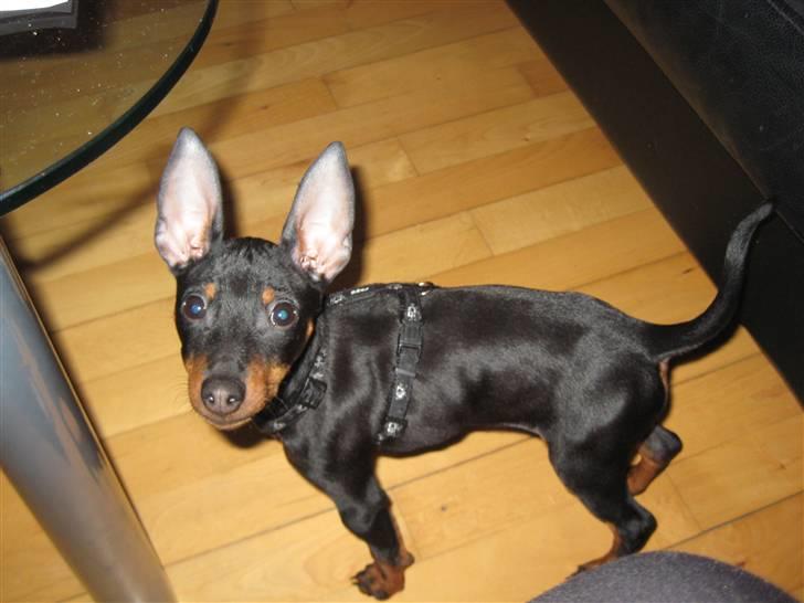 Dvaergpinscher Killer billede 6