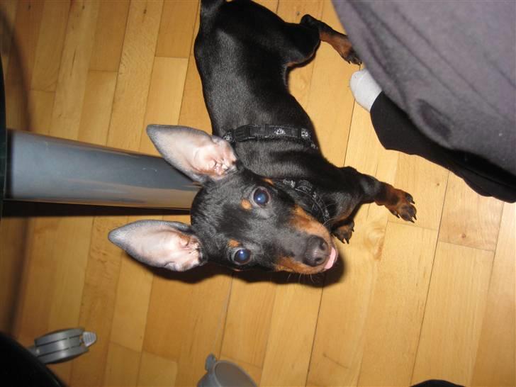 Dvaergpinscher Killer billede 7