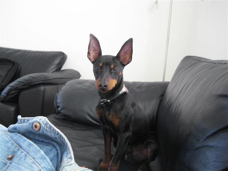 Dvaergpinscher Killer billede 8