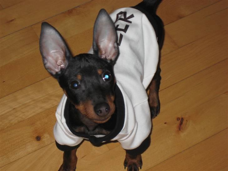 Dvaergpinscher Killer billede 9